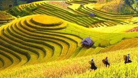 Sapa Terrace Rice Fields